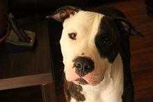 A black and white dog standing on a wooden floor.