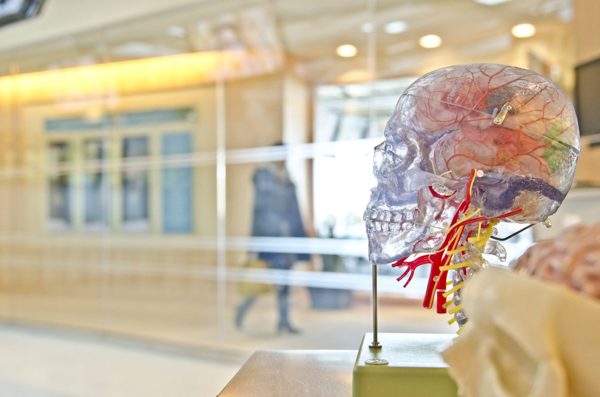 A model of a human head is on display in a lobby.